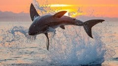 General Biology of The Great White Shark